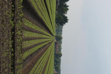 Worteltjes in de groei