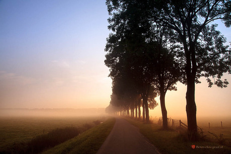 Trees in the mist.......