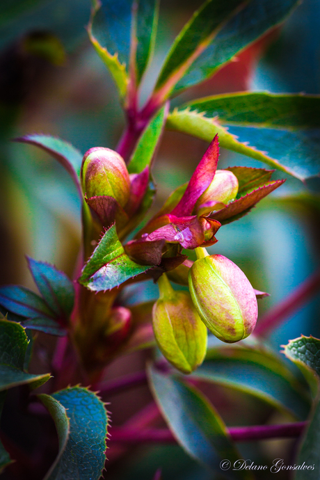 Helleborus_winter bloem