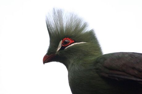 Vogel met Hanekam