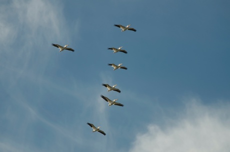 Formatie-vliegende pelikanen