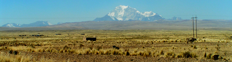 Landschap met koe en berg