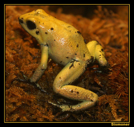 Phyllobates bicolor