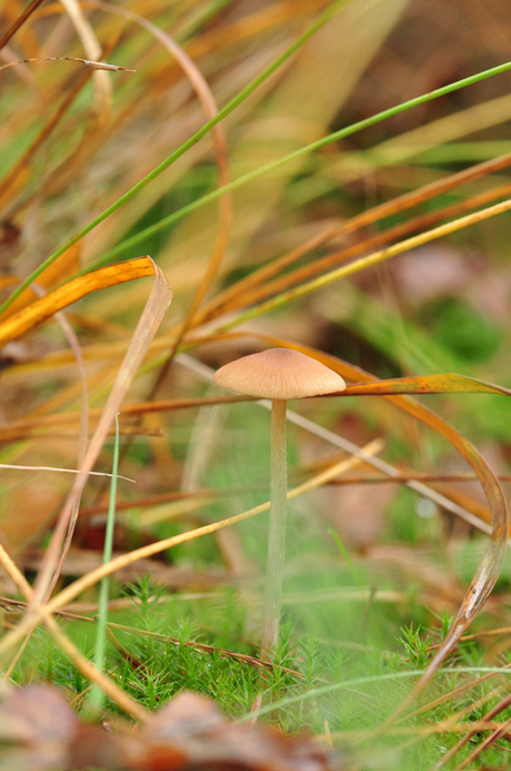 Paddestoel tussen het gras