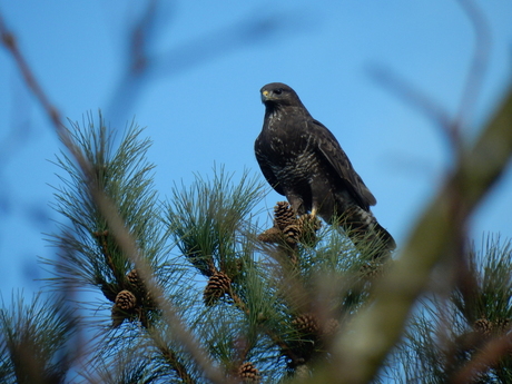 Buizerd