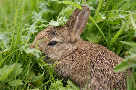Klein konijntje