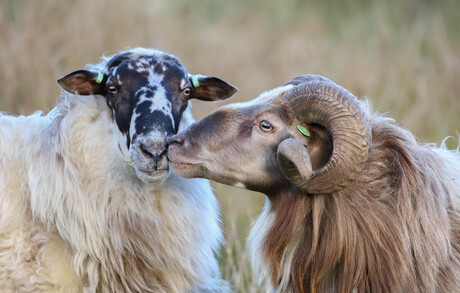 Sheep love