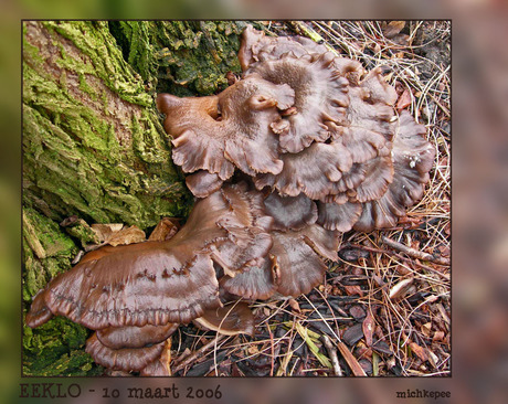 Winterpaddo (Lentinellus?)