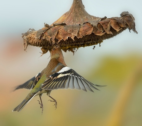 Hang-vink