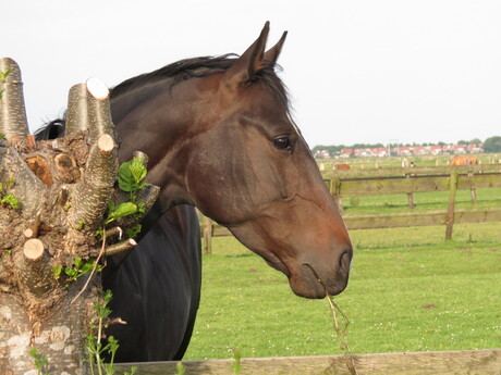 paard