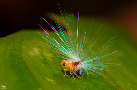 planthopper