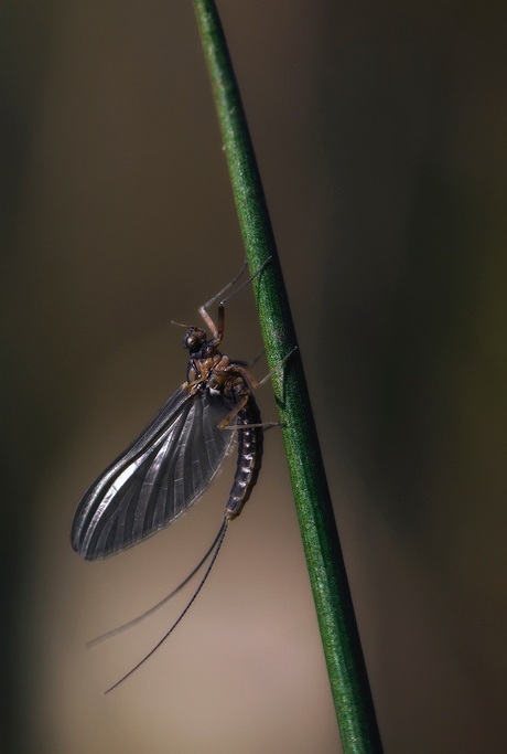 Wings of Steel