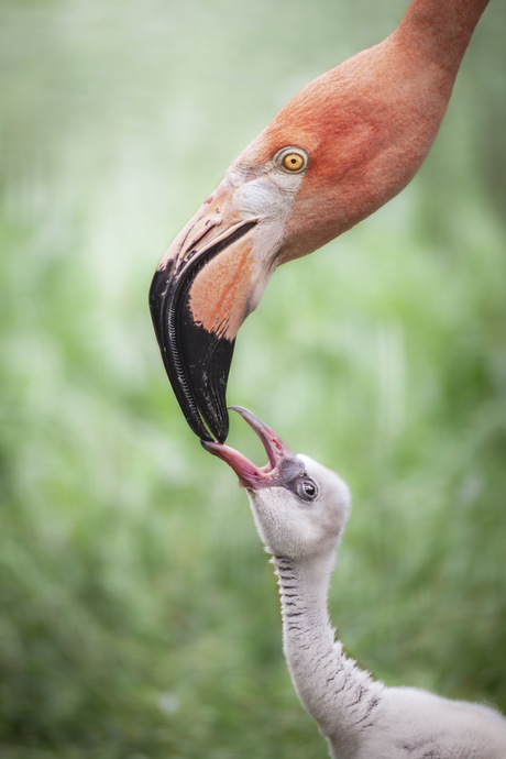 Flamingo moeder en jong