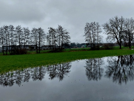 Bomen weerspiegeling in een regenplas 