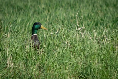 Verstoppertje spelen