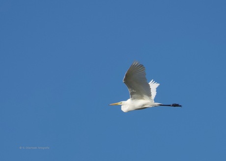 Grote Zilverreiger
