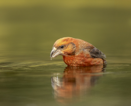 Oranje