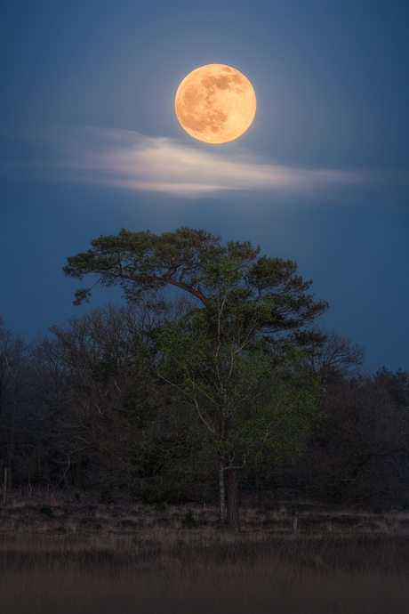 Easter Moon 