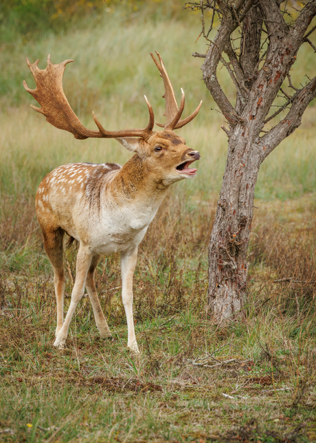 Paarseizoen is begonnen