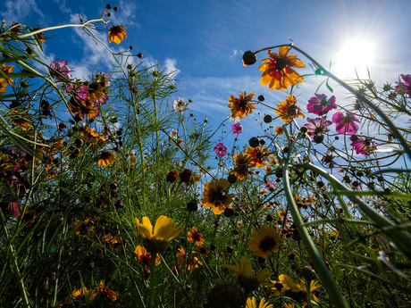 - Nederland | Zeeland | Kleuren