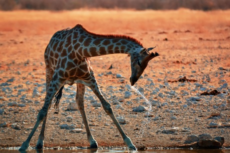 drinkende Giraffe