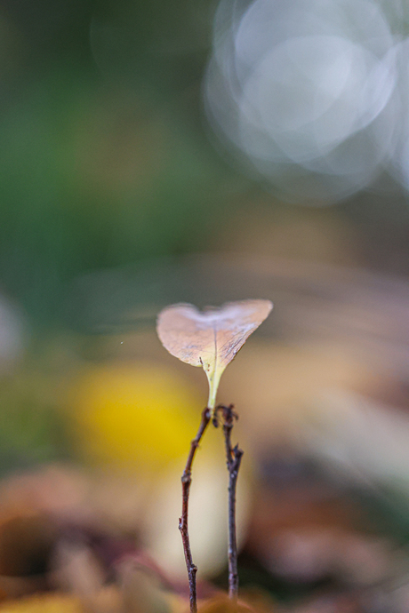 Herfst, oud en nieuw 