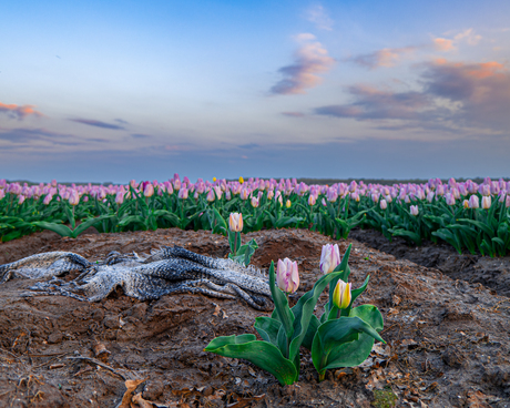 tulpenvelden