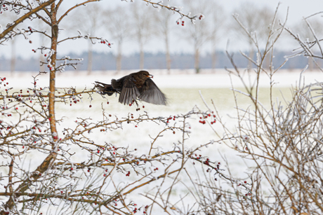 bes etende vrouwtjes merel