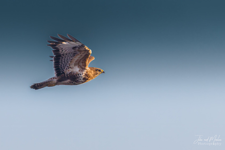 Buizerd