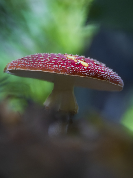 Vliegenzwam in het bos