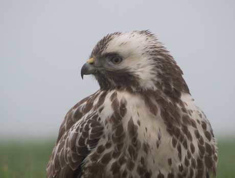 Buizerd