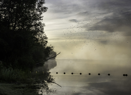 Landschap in de mist