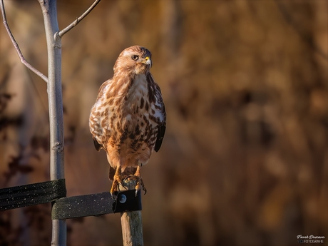 Buizerd (Buteo buteo).
