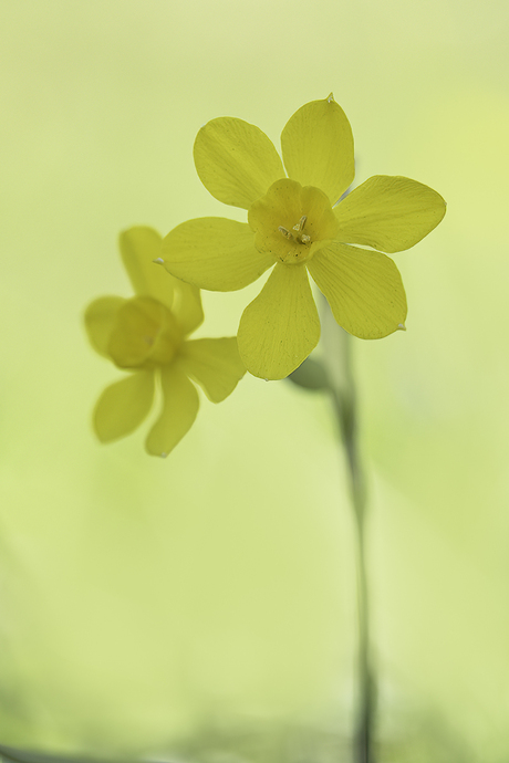 Klein narcissen duo