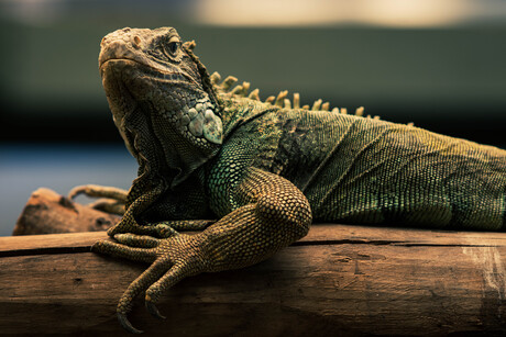 Reptile