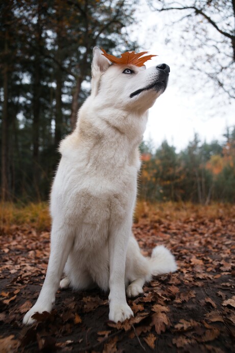 wat valt er op mijn hoofd