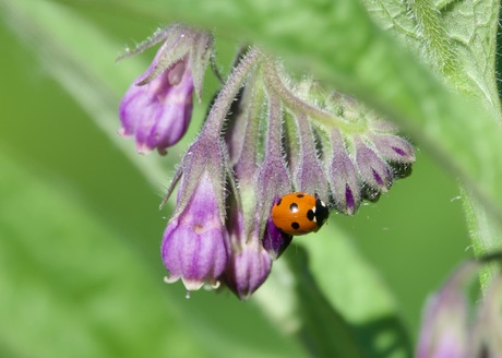 Coccinellidae