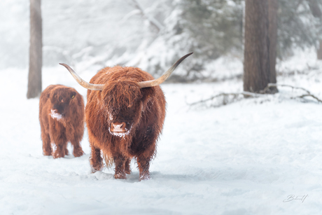 Stilte van de Winter