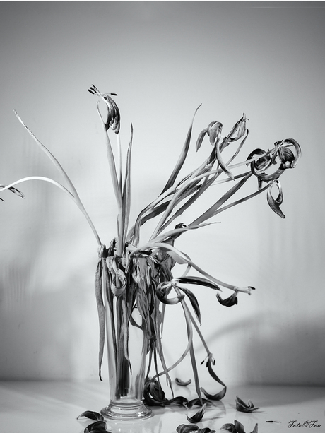 Nederland Tulpenland