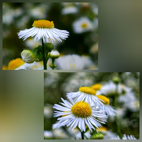 Erigeron annuus