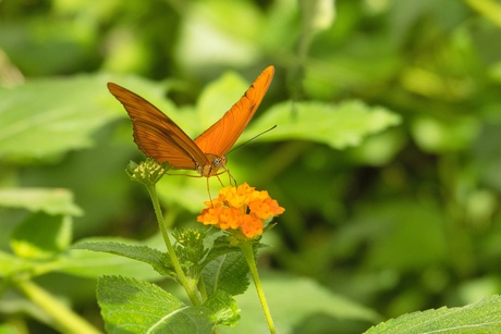 Soort: Dryas julia