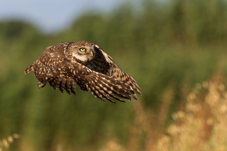 Steenuil in vlucht