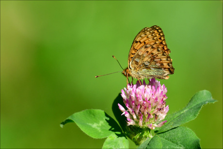 Grote parelmoervlinder