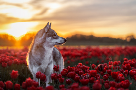 Zonsondergang tussen de tulpen