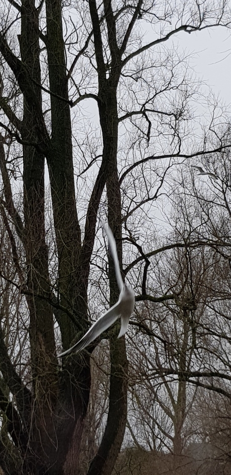 Steigeren naar de lucht