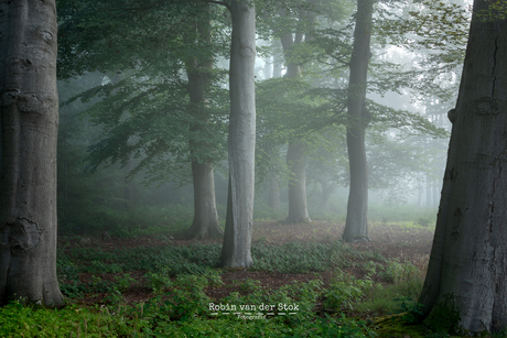 Mistig bos in de zomer
