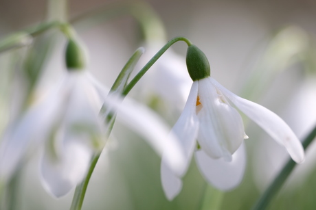 Het laatste van de sneeuwklokjes...