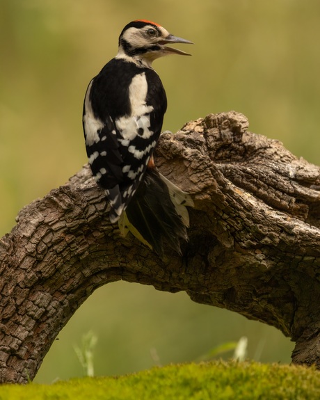 Specht op mooi stuk dood hout