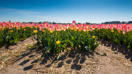 ´Flowerfield´