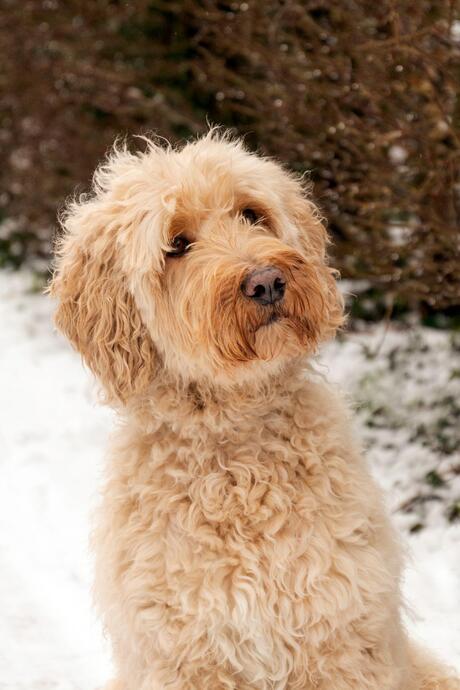Labradoodle in de sneeuw